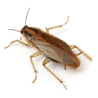 cuc-alem.png